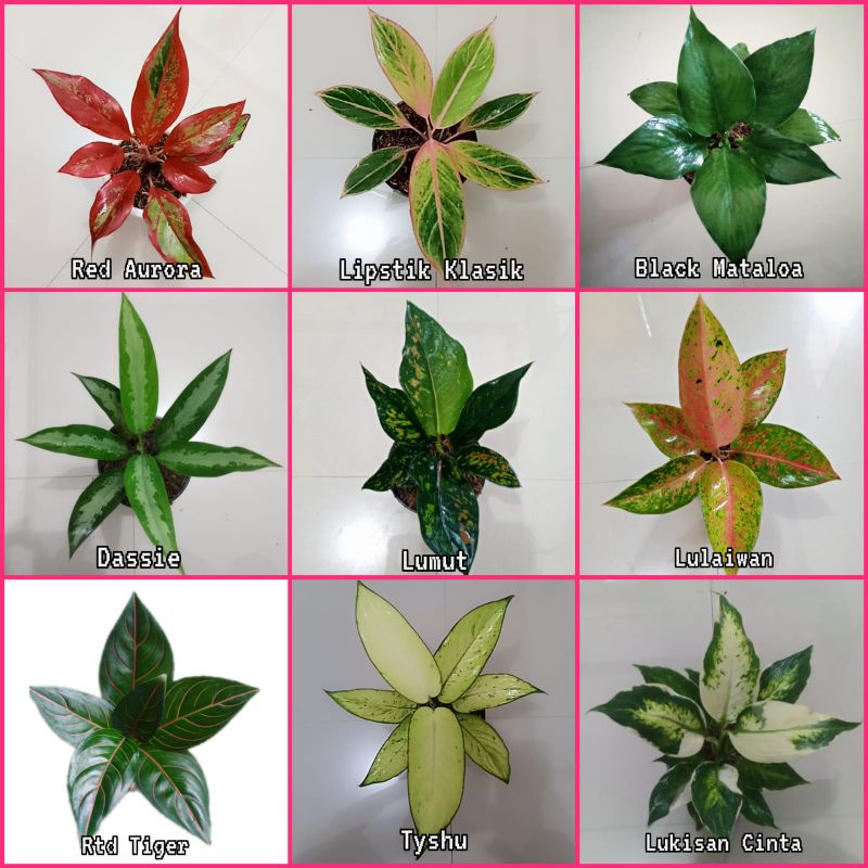 Jual Paket 9 macam jenis tanaman hias bunga tanian lokal | Shopee Indonesia