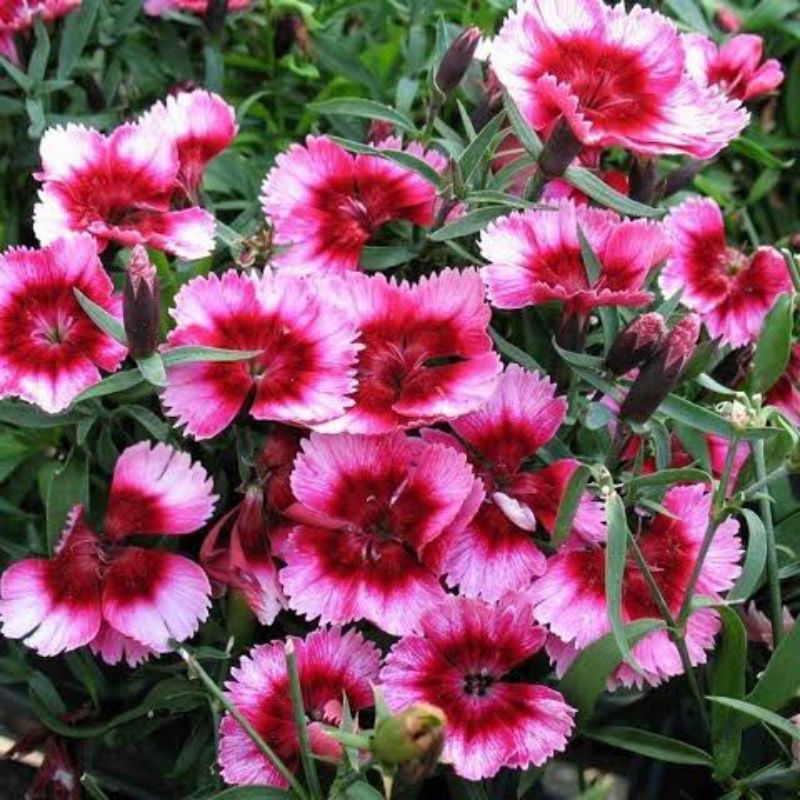 Jual Dianthus Super Parfrait Raspberry F1 - isi 10 biji | Shopee Indonesia