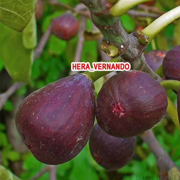 Bibit buah tin purple yordan super cangkok