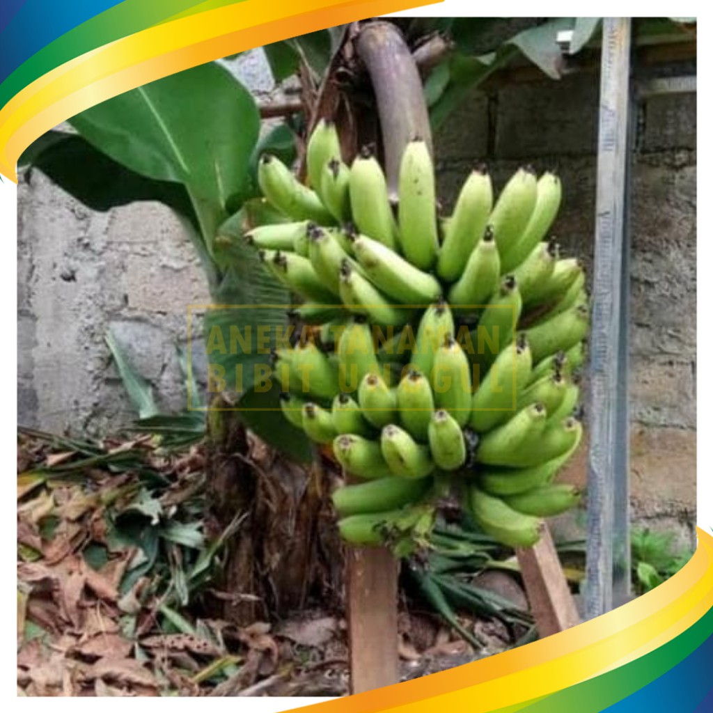Jual Bibit pisang badak super / Bibit pohon pisang ambon mini super ...