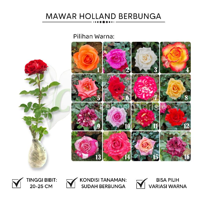 Tanaman Hias Aneka Bunga Mawar Holland Berbunga (Bisa Pilih Warna)