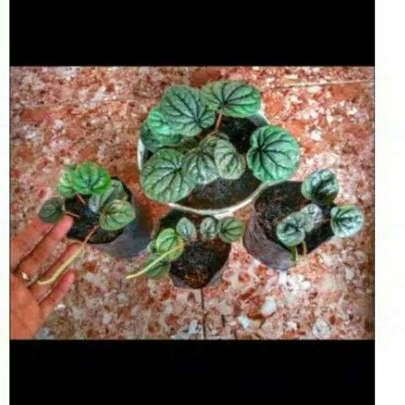 Jual Peperomia Tanaman Hias-peperomia Ungu Dan Hijau-tanaman Hias ...