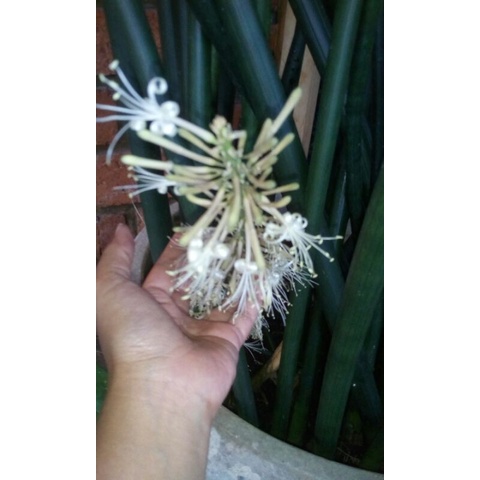 Jual sansievera tombak raja tongkat mertua 37 batang ukuran 1,5 meter ...