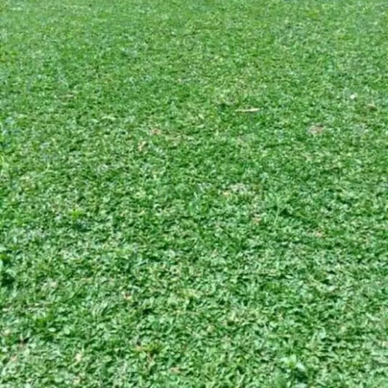 Jual Tanaman Rumput Gajah Mini 1meter Shopee Indonesia