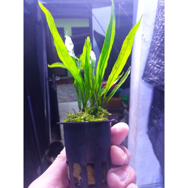 Jual Kadaka Mini Grade A on Netpot Tanaman aquascape aquarium | Shopee ...