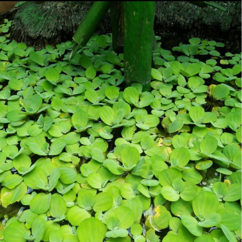 Jual Tanaman Air Kayu Apu - Apu Apu | Shopee Indonesia