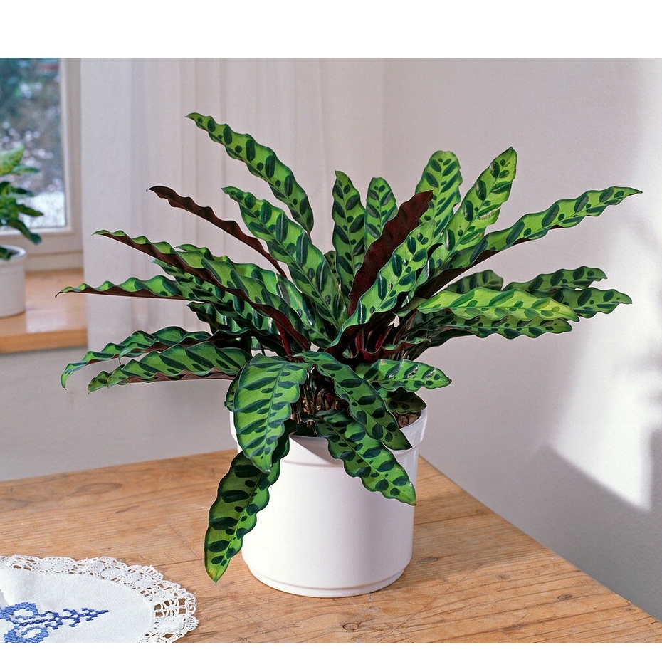 Jual Tanaman Hias Calathea Lancifolia Meranti Bulu Ayam Maranta