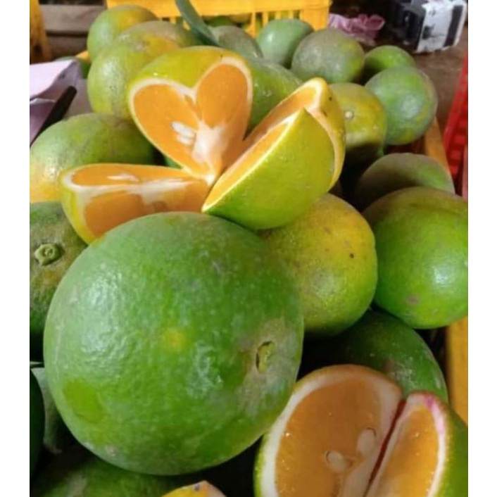 Jual BUAH JERUK BABY JAVA SUPER FRESH 1 KG | Shopee Indonesia