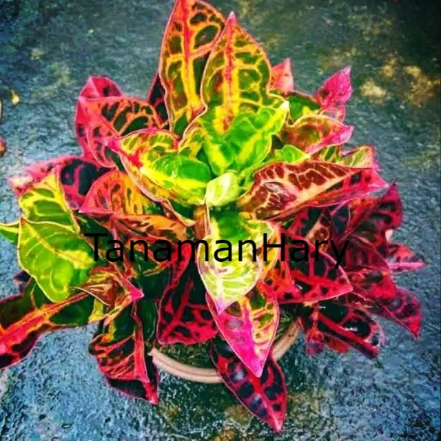 Jual Tanaman Hias Puring Kura Croton Shopee Indonesia