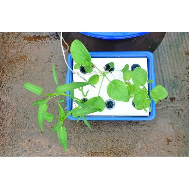 Jual BEST SELLER PAKET 1 HIDROPONIK KIT LENGKAP METODE FLOATING RAFT 6 ...