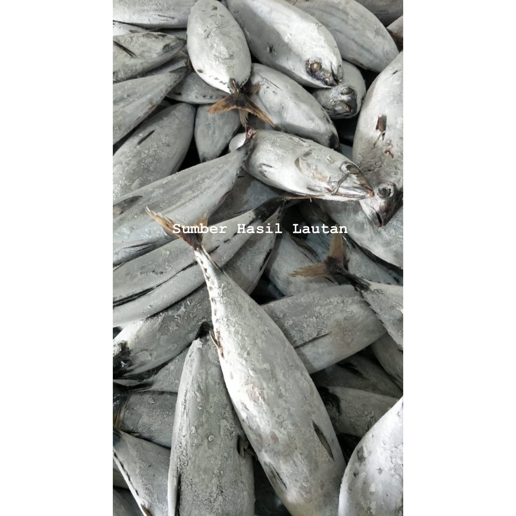 Jual Ikan Cakalang Frozen Beku Kapal 1up Shopee Indonesia