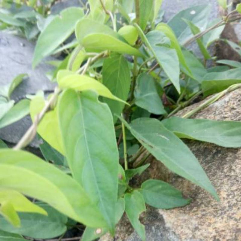 Jual Daun Sembukandaun Kentut Segar 250gram Shopee Indonesia 6219