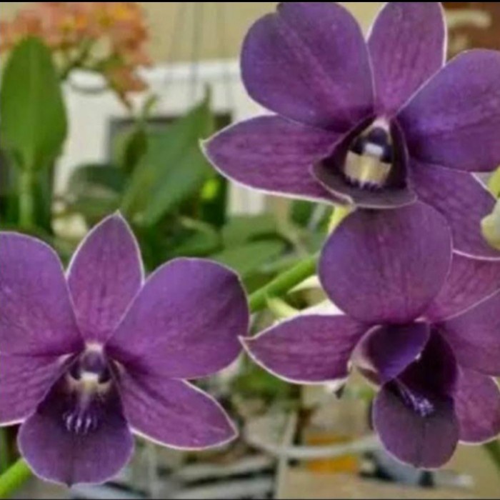 Jual Pohon Anggrek Dendrobium Sakda Blue / Bidadari Biru Dewasa Siap ...