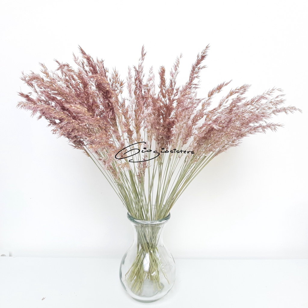 Jual Dried Chee Reedgrass | Bunga Rumput Mutiara | Aesthetic Flower ...