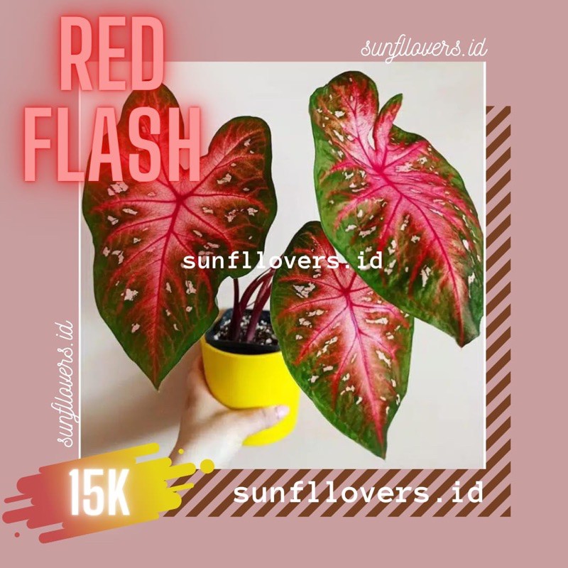 Jual Tanaman hias caladium red flash keladi merah | Shopee Indonesia