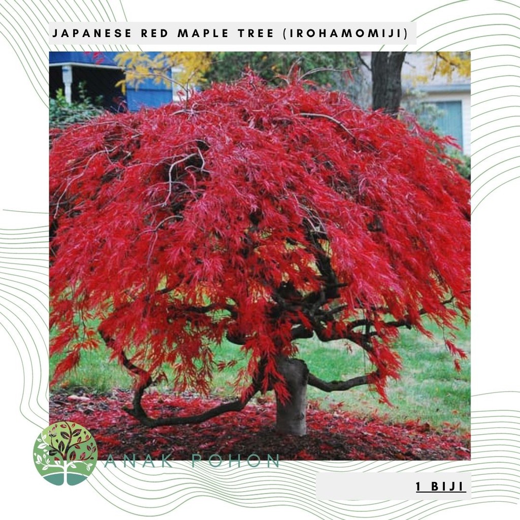 Jual Benih Bibit Biji - Japanese Red Maple Irohamomiji (Acer palmatum ...