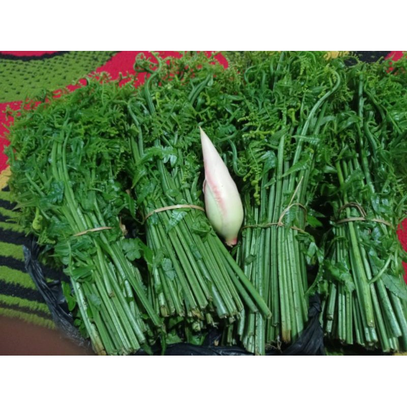 Jual Pakis Sayur Segar 500Gram | Shopee Indonesia