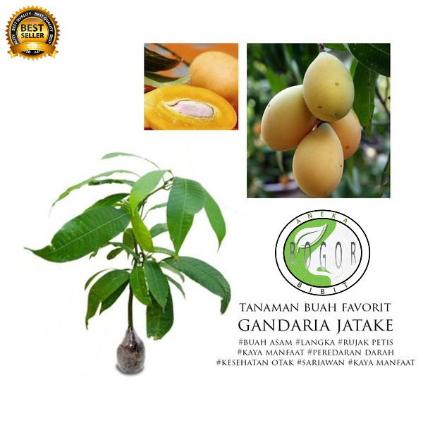 Jual Bibit Pohon Tanaman Buah Gandaria Jatake Shopee Indonesia 