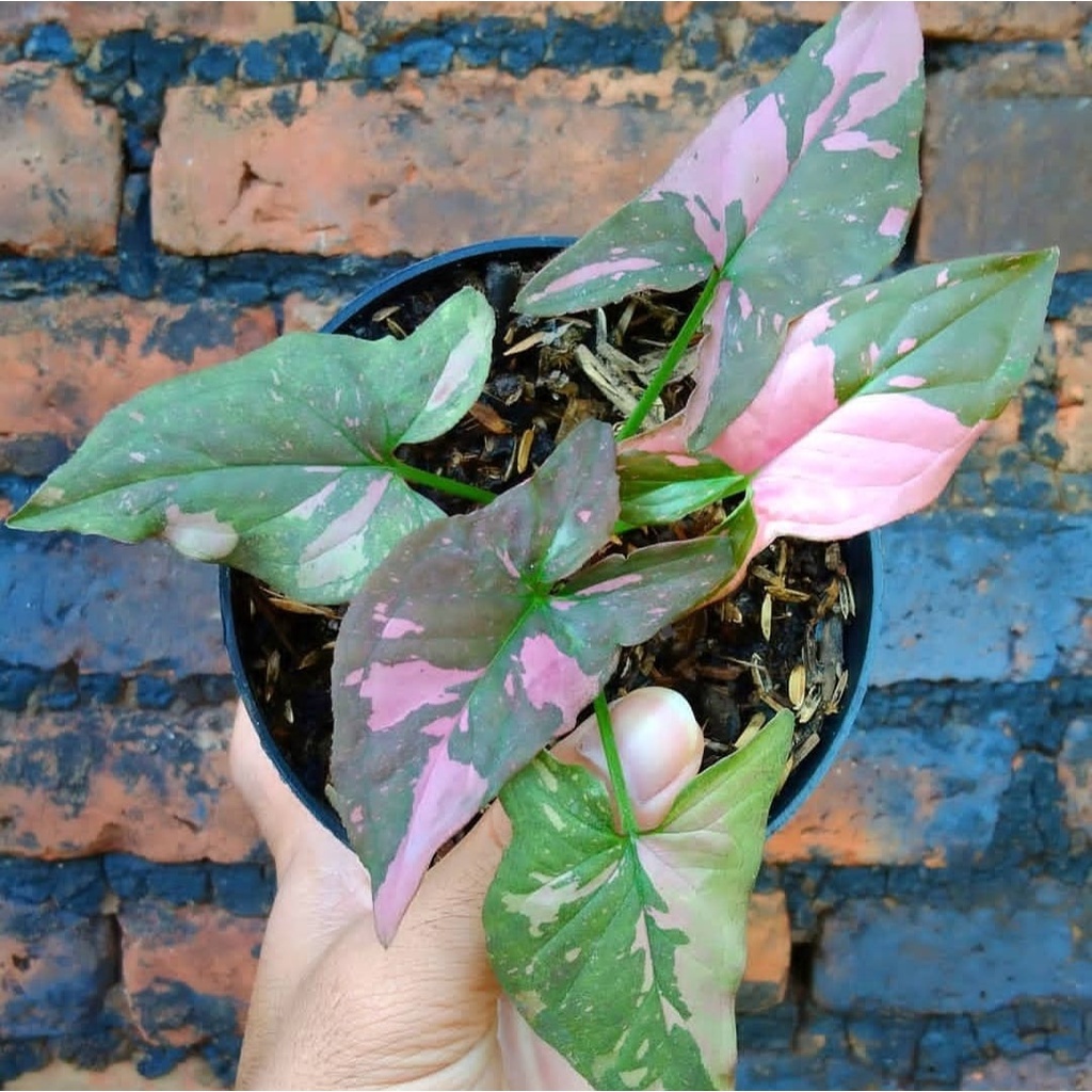 Jual Syngonium Pink Splash Bunga Syngonium Pink Splash Tanaman Hias Syngonium Pink Splash