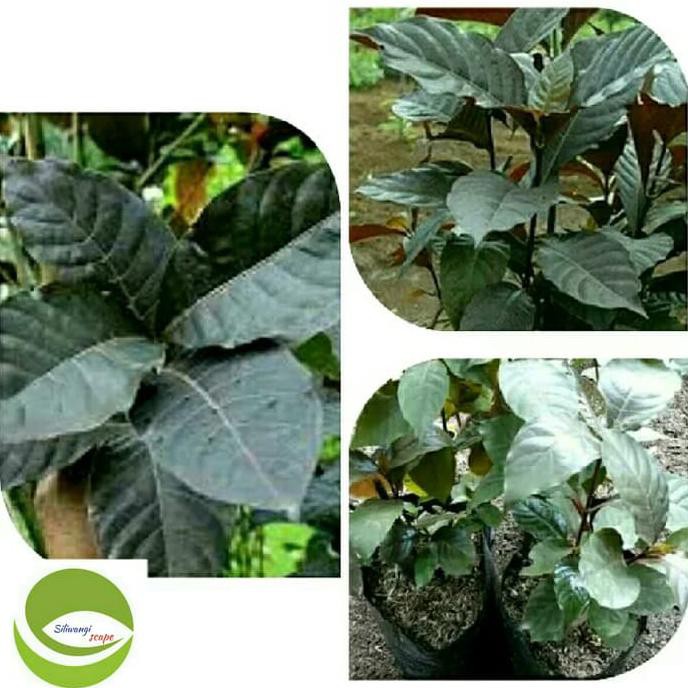 Jual Bibit Tanaman Daun Ungu Pohon Daun Ungu Handeuleum Obat Herbal