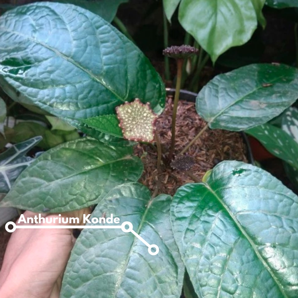 Jual Tanaman Hias Anthurium Konde ( Dorstenia Elata ) Shopee Indonesia