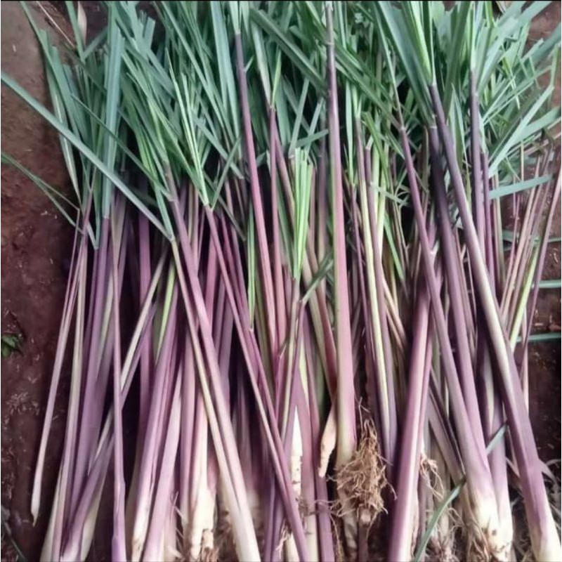 Tulang Wangi tanaman herbal alami