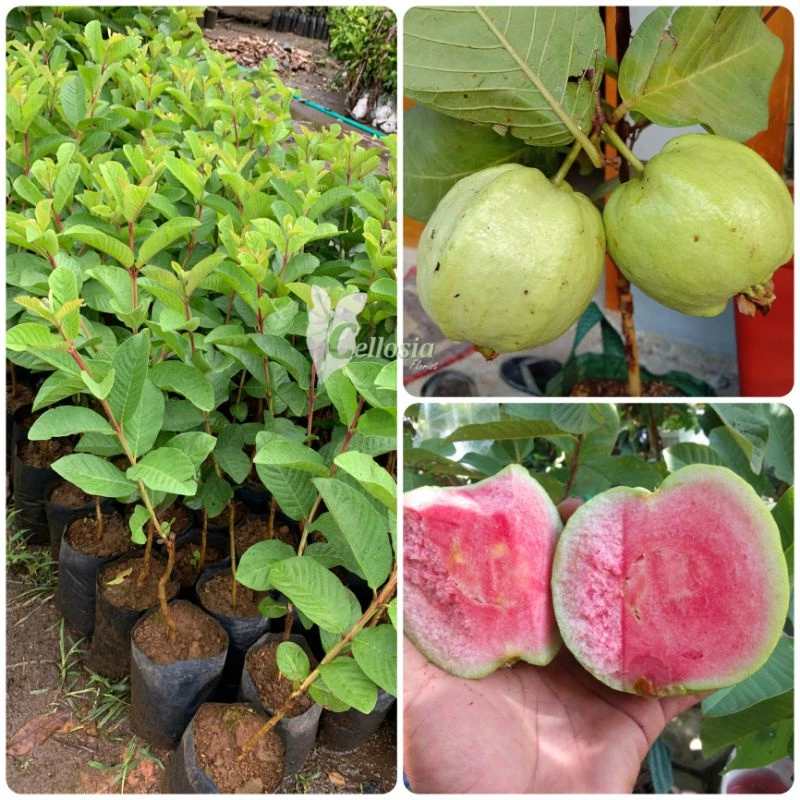 Bibit Jambu 2