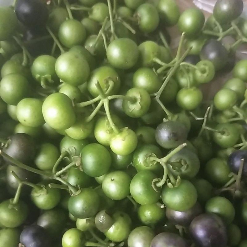 Jual Lumai / Lenca / Ranti / Leunca hijau segar ~Solanum Ningrum L ...