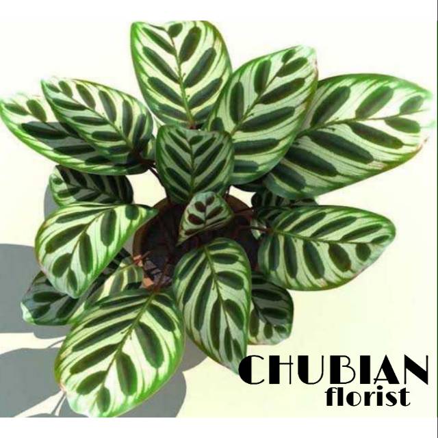 Jual Tanaman Hias Calathea Makoyana Shopee Indonesia