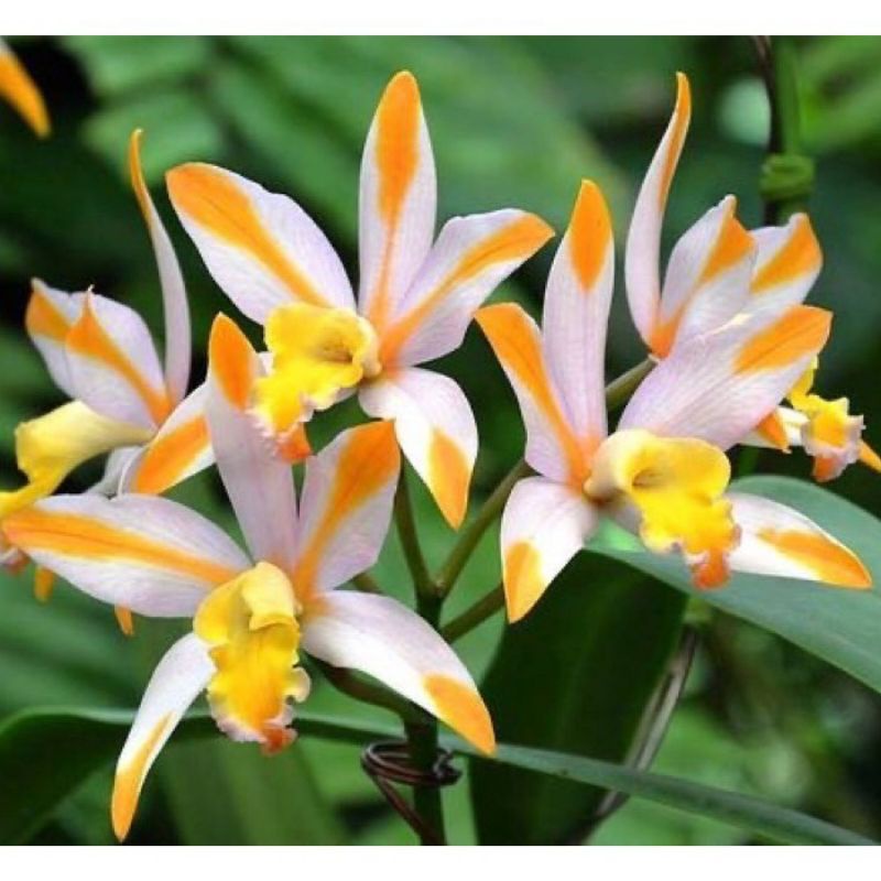 PROMO!!TANAMAN HIAS ANGGREK TANAH//WHITE ORANGE