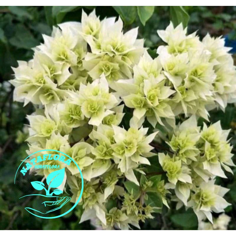 NEW PRODUK!!TANAMAN HIAS BUGENVIL BUNGA KERTAS//LIGHT MINT