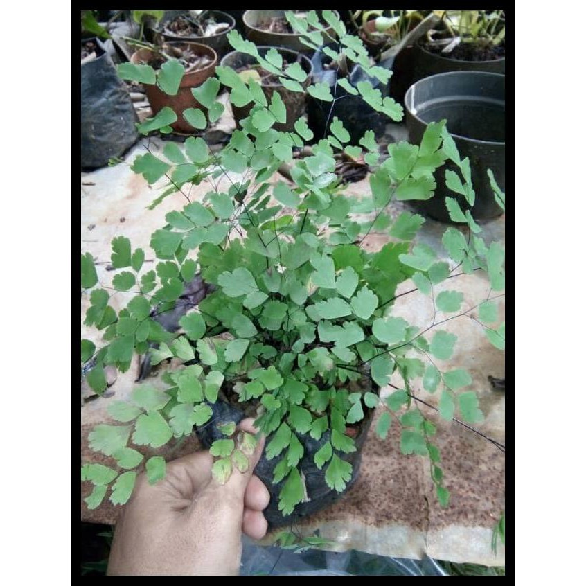 Jual Pohon Suplir Tanaman Hiasbibit Pohon Pakis Suplir Hoas Shopee Indonesia 0275