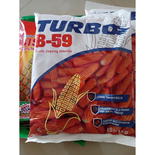 Jual Benih Jagung Hibrida Turbo B-59 Kasan 1kg | Shopee Indonesia