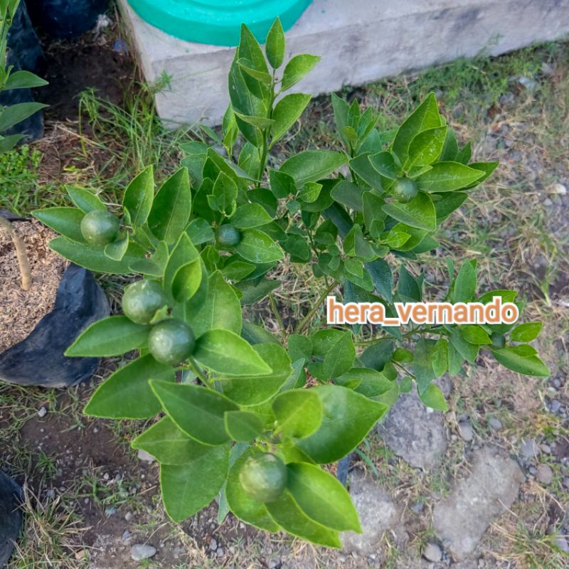 Bibit Jeruk Santang Madu Manis Sudah Berbuah
