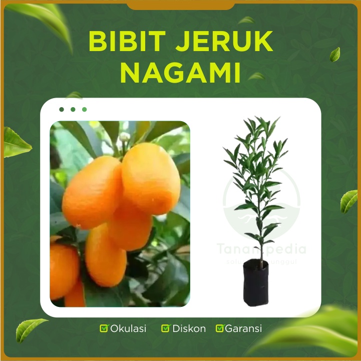 Jual Bibit Jeruk Nagami Pohon Jeruk Nagami Tanaman Nagami Bibit Unggul Tanampedia Shopee 8784