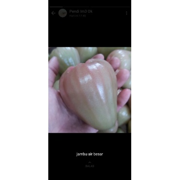 Jual jambu air besar organik | Shopee Indonesia