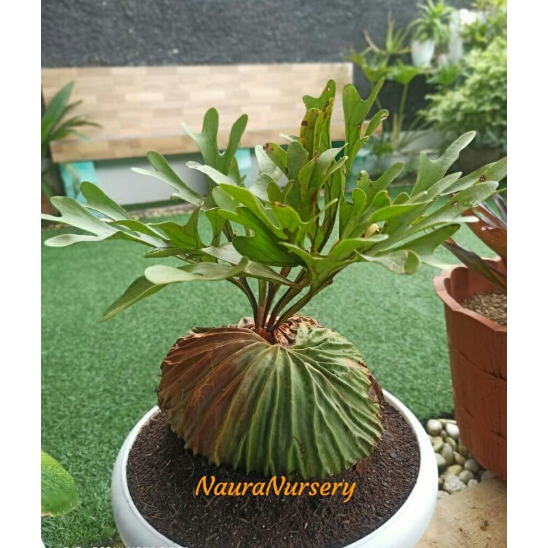 Jual Platycerium Ridleyi Ridley Tanduk rusa Simbar menjangan Uk medium ...