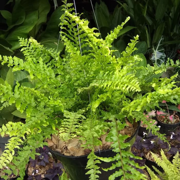Jual Tanaman pakis boston di pot 25 cm | Shopee Indonesia