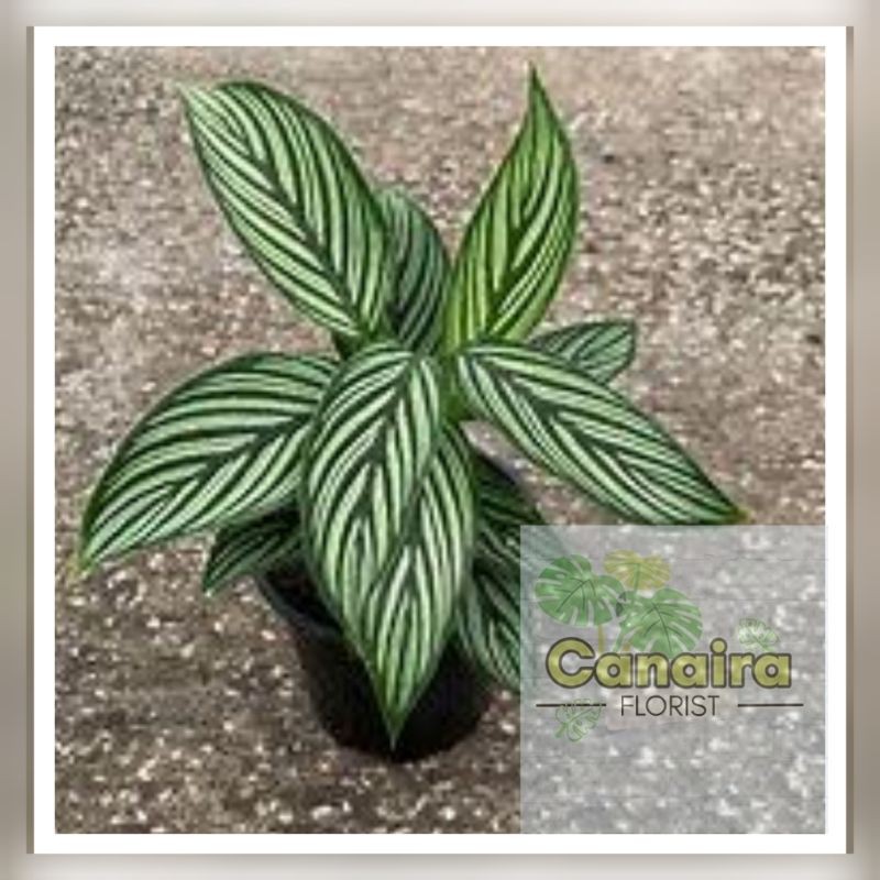 Jual Bibit Tanaman Hias Calathea Vittata Shopee Indonesia