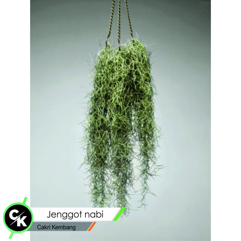 Jual Jenggot nabi gantung - (Tillandsia Spanish Moss) - Tillandsia ...