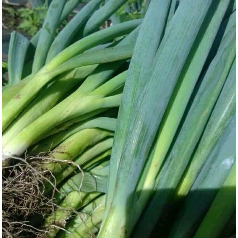 Jual Bawang Daun 1 Kilogram Shopee Indonesia