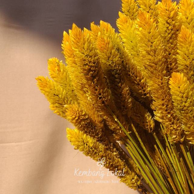 Jual Terlaris 10pcs Dried phoenix / local bunny tail / Bunga Kering ...