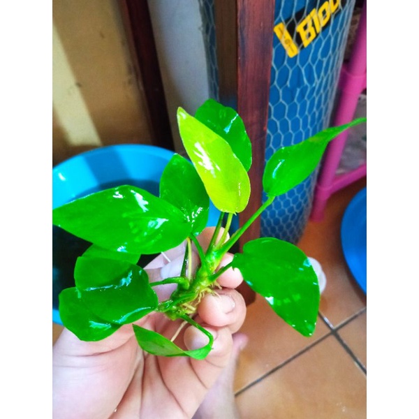 Jual Anubias Golden Calon Indukan Tanaman Aquascape Shopee Indonesia