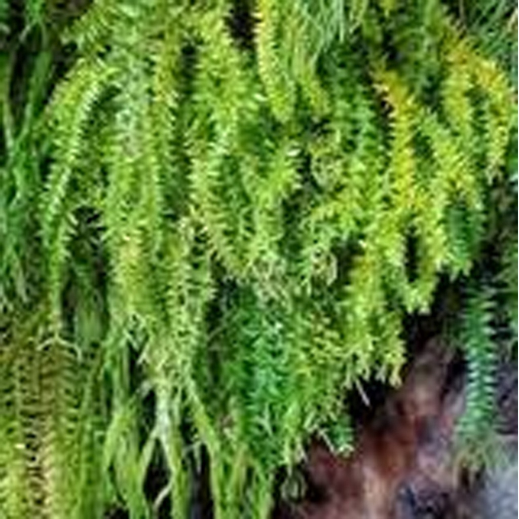 Jual Rumpai Licopodium Huperzia Plegmaria KUMPAI BINTANG | Shopee Indonesia