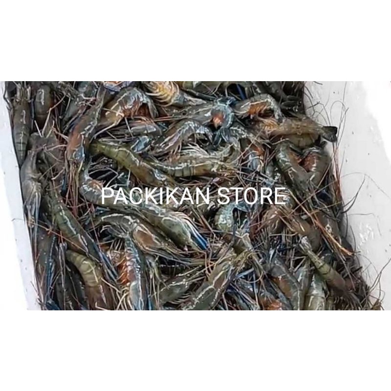 Jual UDANG GALA UDANG SEGAR DAN BERGARASI | Shopee Indonesia