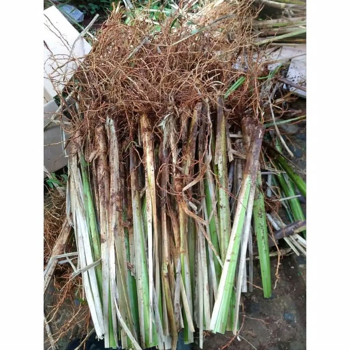 Jual tanaman rumput vetiver akar wangi penahan erosi dan longsor ...