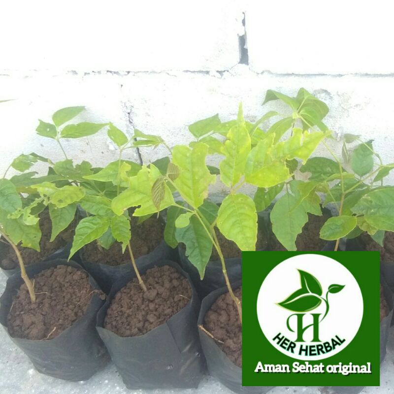 Jual bibit pohon buah kecapi manis per 3 bibit bonus 1 bibit | Shopee ...