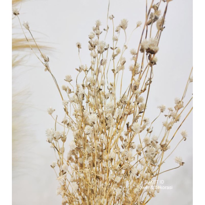 Jual Rice Gomphera bahan bunga buket rustic dekorasi | Shopee Indonesia