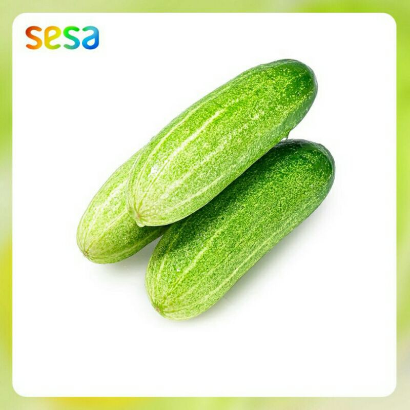 Jual Timun Lokal Fresh // Sayuran Timun 500 gr | Shopee Indonesia