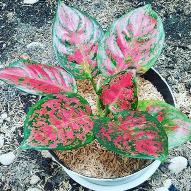 Jual Aglonema Dud Anjamani Tanaman Hias Dud Anjamani Merah Shopee Indonesia